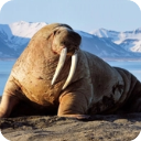 俺去啦最新官网模拟器最新版下载-俺去啦最新官网模拟器安卓版下载v1.1.9